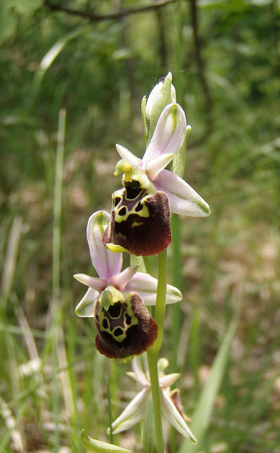 Ophrys dinarica / Ofride dinarica