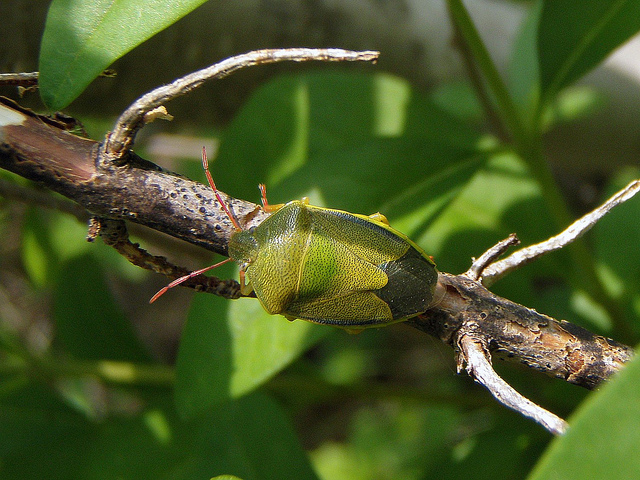 Pentatomidae: Piezodorus lituratus f. alliacea del Piemonte