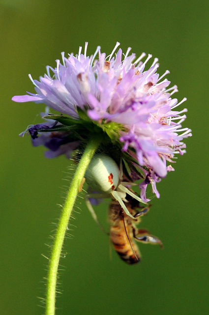 Misumena vatia