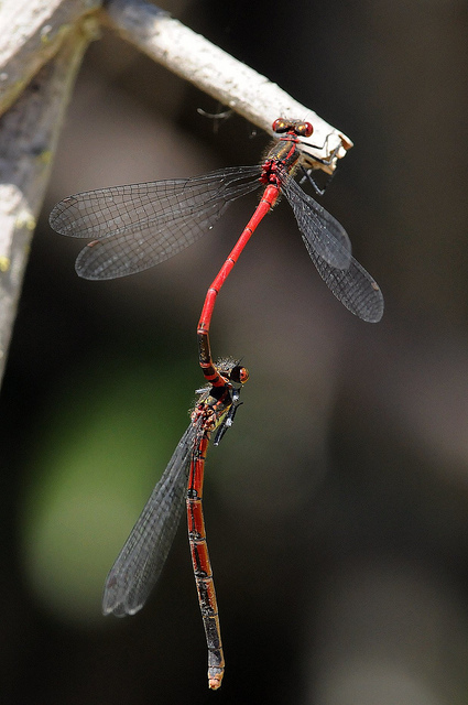 Identificazione odonata - Pyrrhosoma nymphula (tandem)