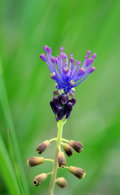 Muscari comosum