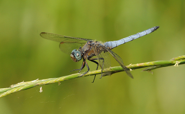 Orthetrum coerulescens (M)?