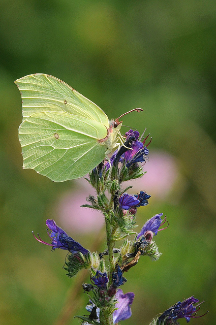 Gonepteryx rhamni?