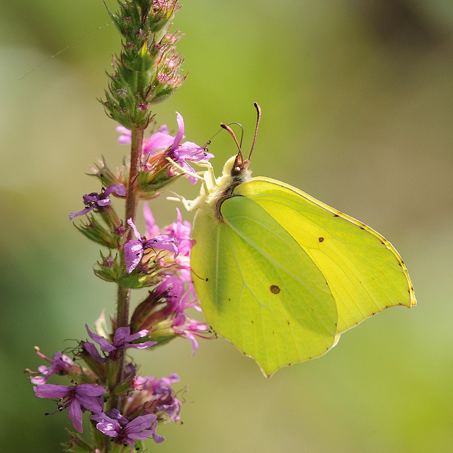 Gonepteryx rhamni?