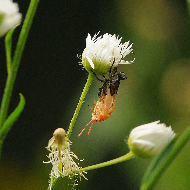 Metamorfosi - Graphosoma lineatum?