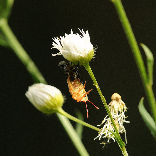 Metamorfosi - Graphosoma lineatum?