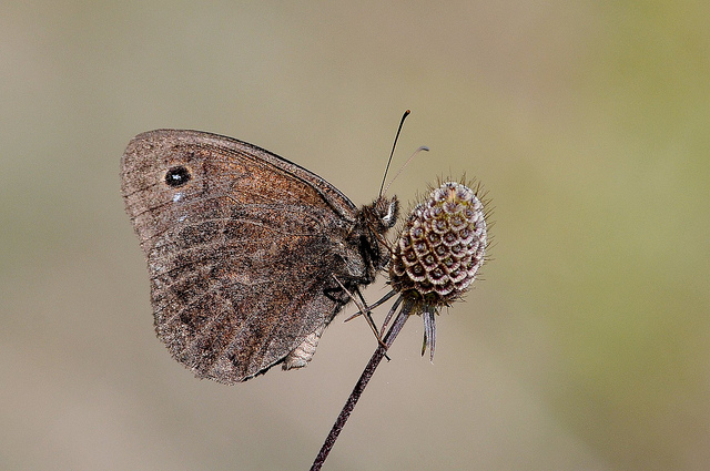 Satyrus ferula?