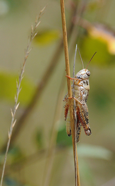 Identificazione