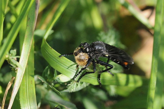 Asilidae con preda