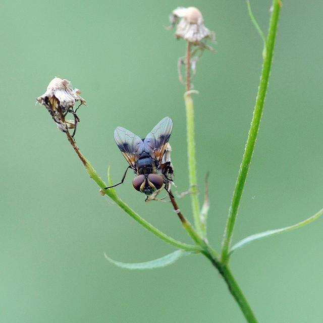 Ectophasia sp. (Tachinidae)