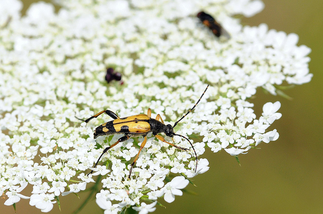 Rutpela maculata