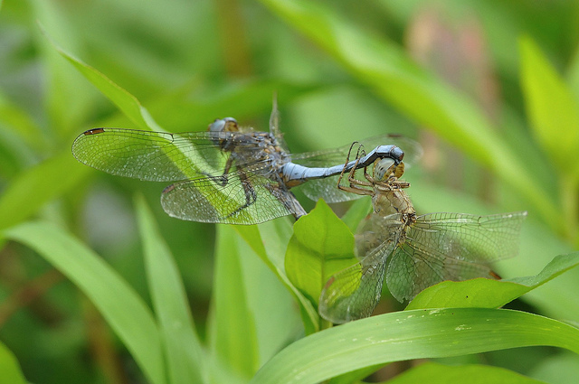 Orthetrum coerulescens?