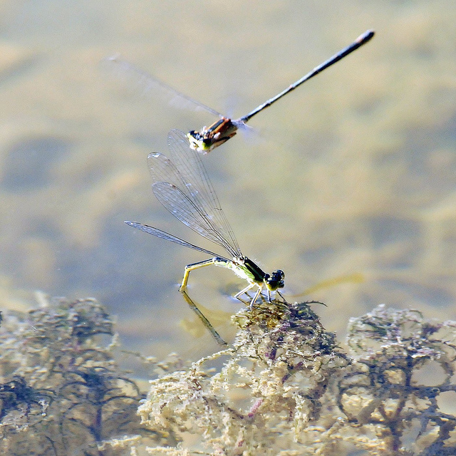 Ischnura elegans F?