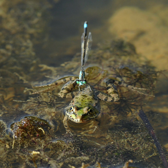 Identificazione odonata