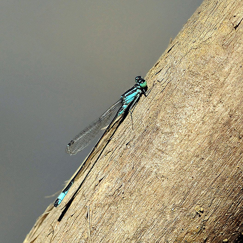 Identificazione odonata