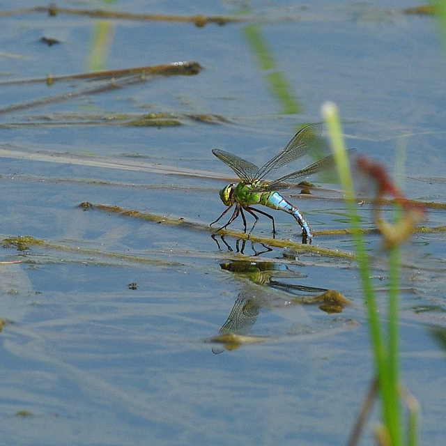 Identificazione odonata