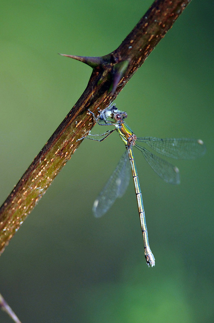 Lestes viridis?