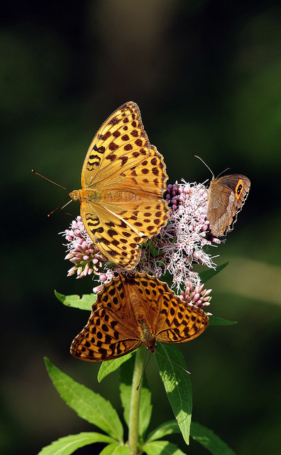 Argynnis paphia (?) e...? ... Erebia aethiops