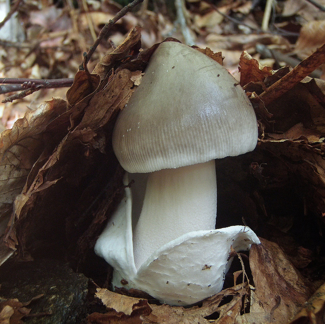 Quale Amanita?