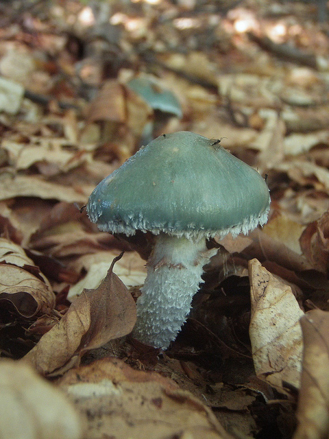 Stropharia aeruginosa?