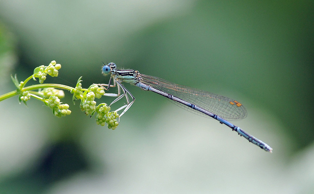 Platycnemis pennipes M? - S