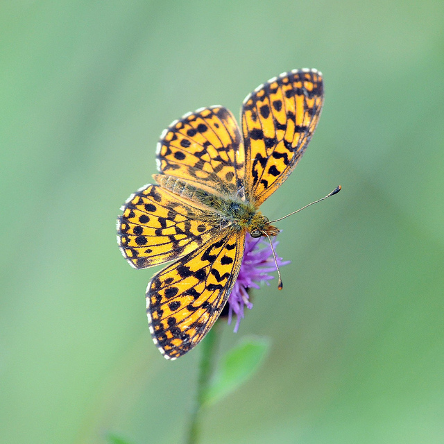 Identificazione lepidottero