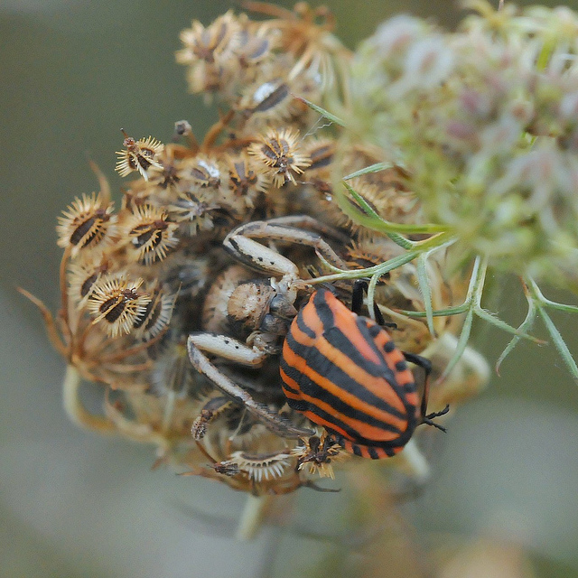 Xysticus sp. preda Graphosoma lineatum