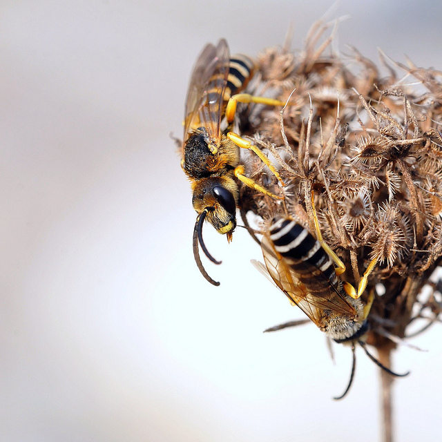 Halictus scabiosae