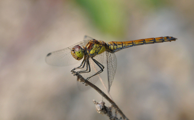 Sympetrum striolatum?