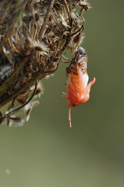 Metamorfosi - Graphosoma lineatum?