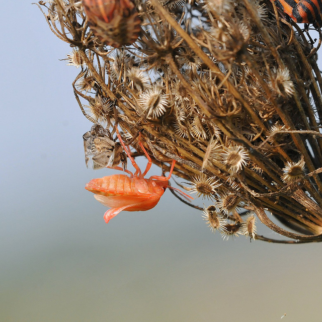 Metamorfosi - Graphosoma lineatum?