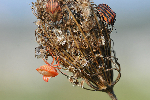 Metamorfosi - Graphosoma lineatum?