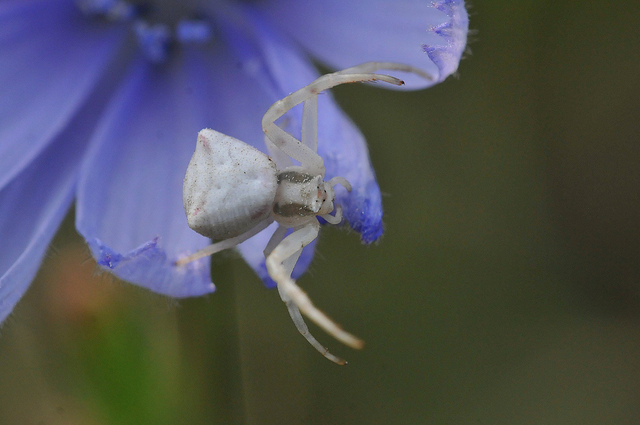 Thomisus onustus