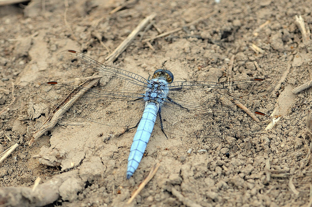 Orthetrum brunneum M?