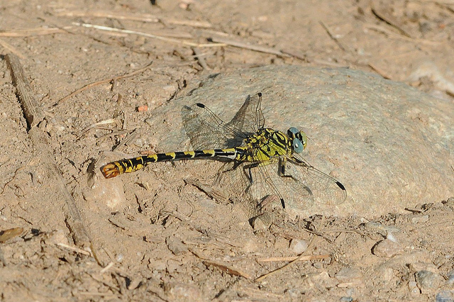 Onychogomphus forcipatus M?