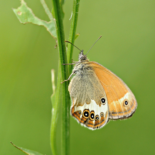 Coenonympha arcania