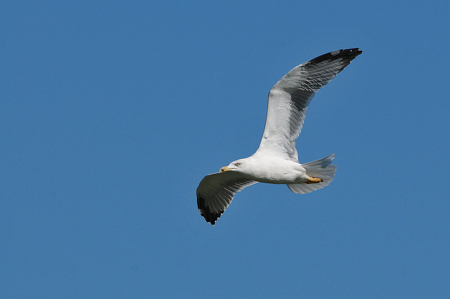 Identificazione Gabbiani