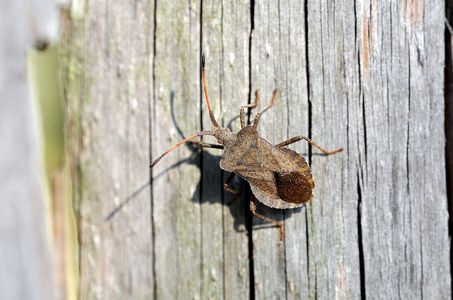 Coreidae: Coreus marginatus di S. Albano Stura