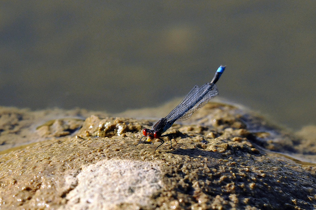 Ceriagrion tenellum? no, Erythromma viridulum