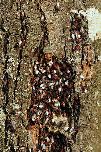 Lygaeidae: Oxycarenus lavaterae infestanti del Piemonte (CN)