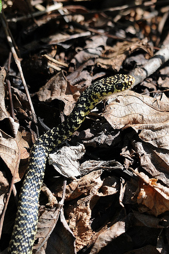 Hierophis viridiflavus