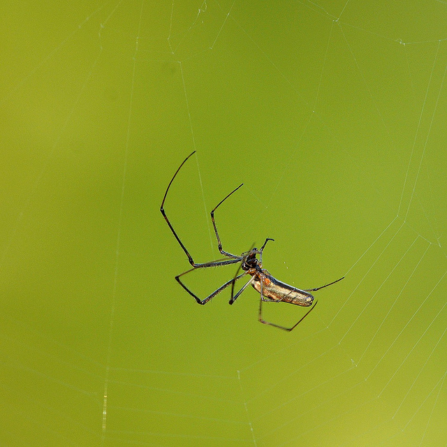 Tetragnatha sp.