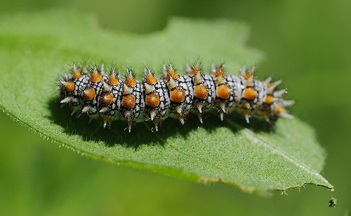 Bruchi di Melitaea didyma?