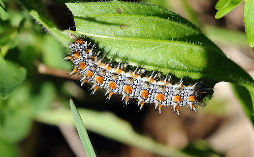 Bruchi di Melitaea didyma?