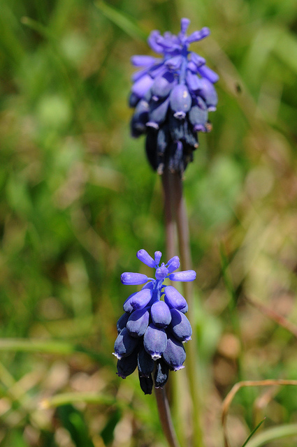 Muscari neglectum Guss. ex Ten