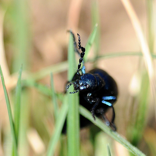 Quale Meloe? Meloe violaceus, maschio