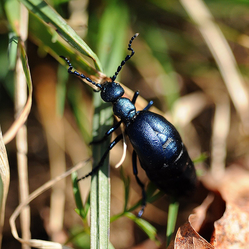 Quale Meloe? Meloe violaceus, maschio