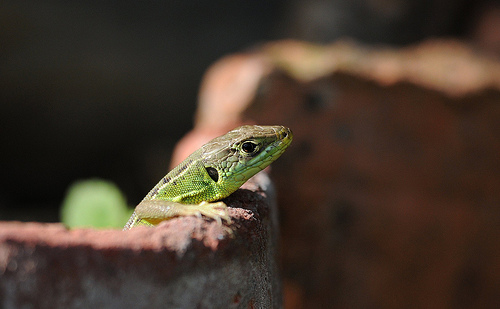 Lacerta bilineata