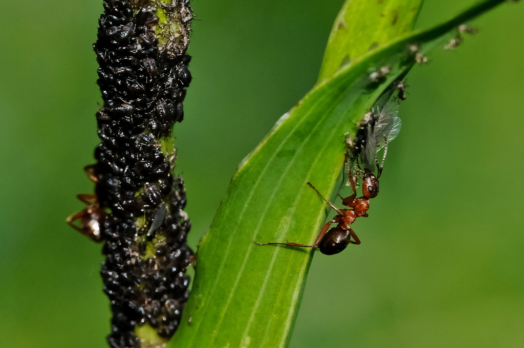 Formica sp. con afidi