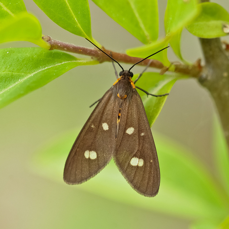 Lepidottero da identificare